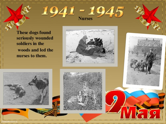 Nurses   These dogs found seriously wounded soldiers in the  woods and led the nurses to them.