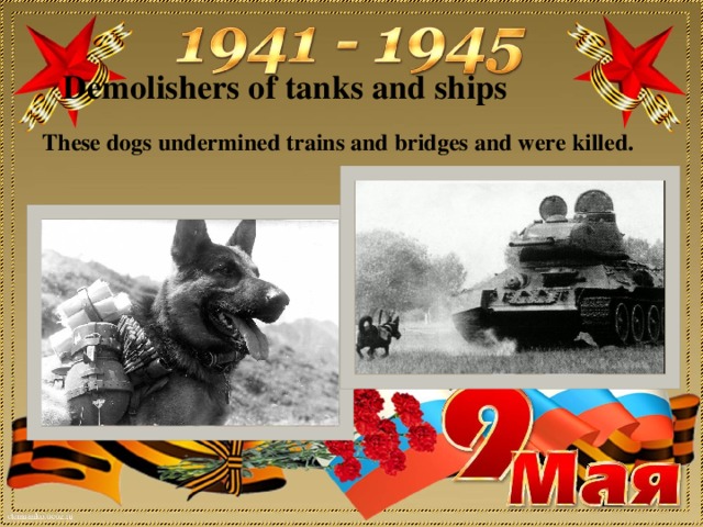 Demolishers of tanks and ships These dogs undermined trains and bridges and were killed.