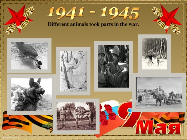 Different animals took parts in the war.