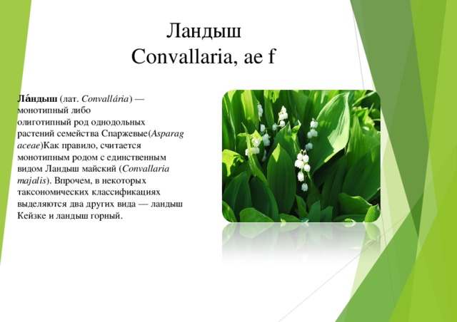 Ландыш Convallaria, ae f Ла́ндыш  (лат.  Convallária ) — монотипный либо олиготипный род однодольных растений семейства Спаржевые( Asparagaceae )Как правило, считается монотипным родом с единственным видом Ландыш майский ( Convallaria majalis ). Впрочем, в некоторых таксономических классификациях выделяются два других вида — ландыш Кейзке и ландыш горный.