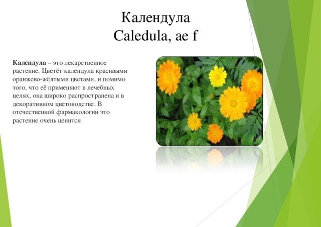 Календула Caledula, ae f Календула  – это лекарственное растение. Цветёт календула красивыми оранжево-жёлтыми цветами, и помимо того, что её применяют в лечебных целях, она широко распространена и в декоративном цветоводстве. В отечественной фармакологии это растение очень ценится