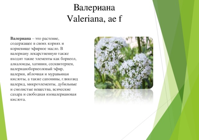 Валериана Valeriana, ae f Валериана  – это растение, содержащее в своих корнях и корневище эфирное масло. В валериану лекарственную также входят такие элементы как борнеол, алкалоиды, хатинин, сесквитерпен, валерианоборнеоловый эфир, валерин, яблочная и муравьиная кислоты, а также сапонины, гликозид валерид, микроэлементы, дубильные и смолистые вещества, всяческие сахара и свободная изовалериановая кислота.