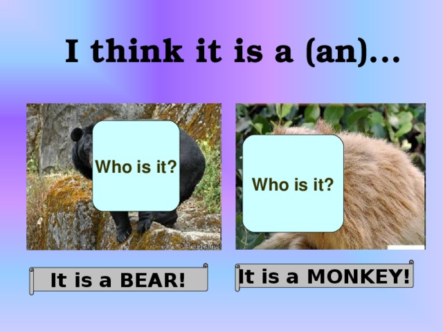 I think it is a (an)... Who is it? Who is it? It is a MONKEY! It is a BEAR!