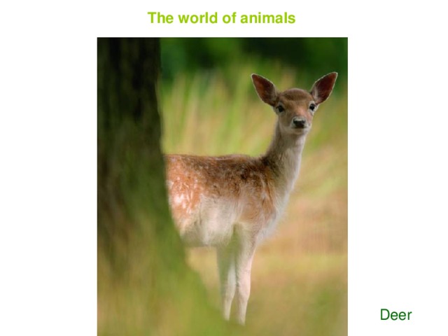 The world of animals Deer