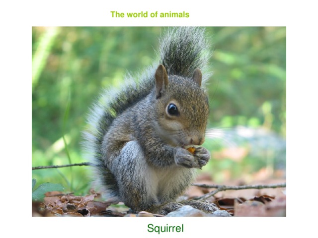 The world of animals  Squirrel