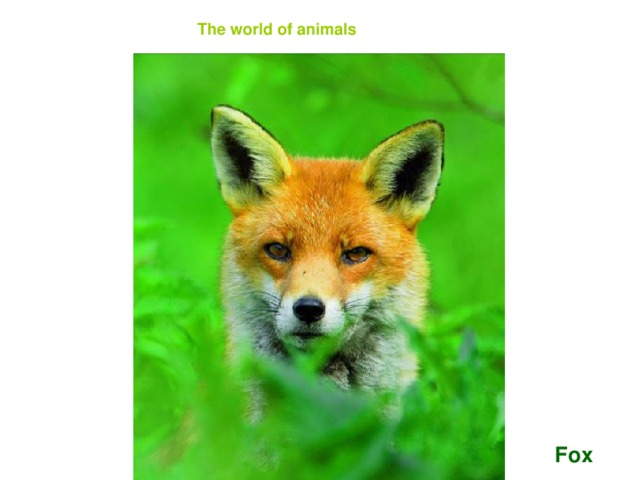 The world of animals Fox