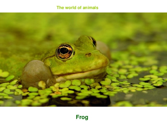 The world of animals Frog
