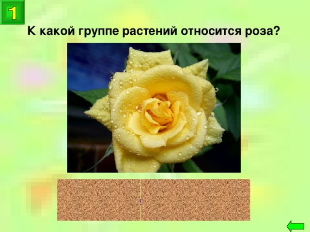 К какой группе растений относится роза? цветковые