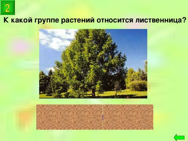 К какой группе растений относится лиственница? хвойные