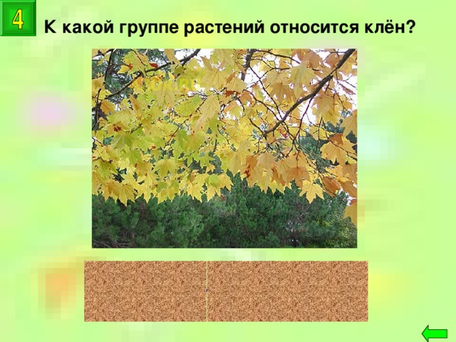 К какой группе растений относится клён? цветковые