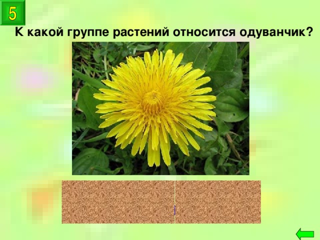 К какой группе растений относится одуванчик? цветковые