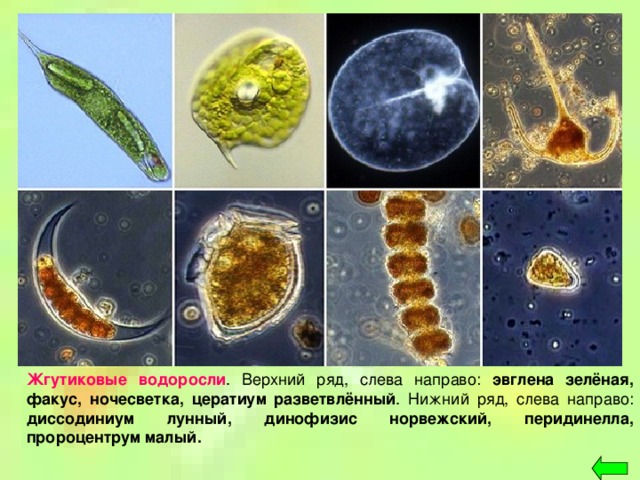 Жгутиковые водоросли . Верхний ряд, слева направо: эвглена зелёная, факус, ночесветка, цератиум разветвлённый . Нижний ряд, слева направо: диссодиниум лунный, динофизис норвежский, перидинелла, пророцентрум малый.