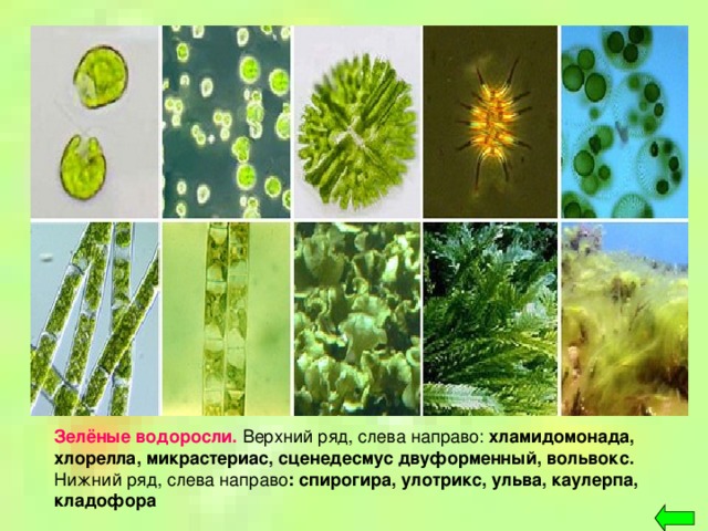 Зелёные водоросли.  Верхний ряд, слева направо: хламидомонада, хлорелла, микрастериас, сценедесмус двуформенный, вольвокс. Нижний ряд, слева направо : спирогира, улотрикс, ульва, каулерпа, кладофора