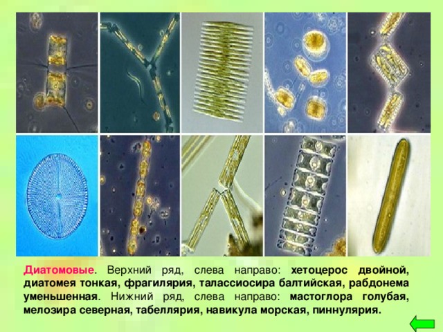 Диатомовые . Верхний ряд, слева направо: хетоцерос двойной, диатомея тонкая, фрагилярия, талассиосира балтийская, рабдонема уменьшенная . Нижний ряд, слева направо: мастоглора голубая, мелозира северная, табеллярия, навикула морская, пиннулярия.