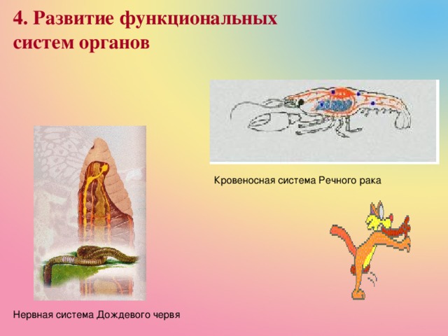 4. Развитие функциональных систем органов Кровеносная система Речного рака Нервная система Дождевого червя