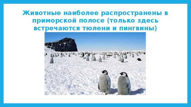 Животные наиболее распространены в приморской полосе (только здесь встречаются тюлени и пингвины)