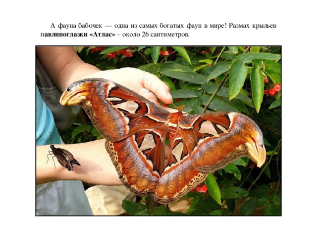 А фауна бабочек — одна из самых богатых фаун в мире! Размах крыльев п авлиноглазки «Атлас» – около 26 сантиметров.