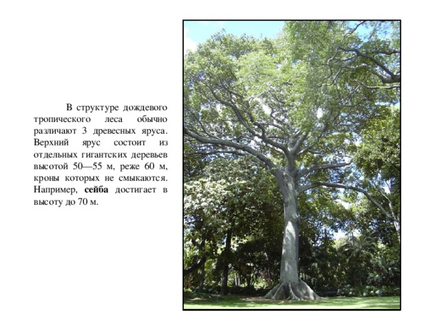 В структуре дождевого тропического леса обычно различают 3 древесных яруса. Верхний ярус состоит из отдельных гигантских деревьев высотой 50—55 м, реже 60 м, кроны которых не смыкаются. Например, сейба достигает в высоту до 70 м.