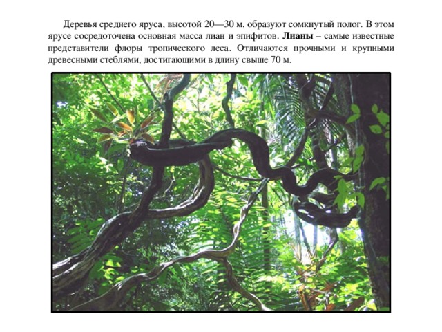 Деревья среднего яруса, высотой 20—30 м, образуют сомкнутый полог. В этом ярусе сосредоточена основная масса лиан и эпифитов. Лианы – самые известные представители флоры тропического леса. Отличаются прочными и крупными древесными стеблями, достигающими в длину свыше 70 м.