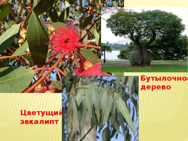 Бутылочное дерево Цветущий эвкалипт