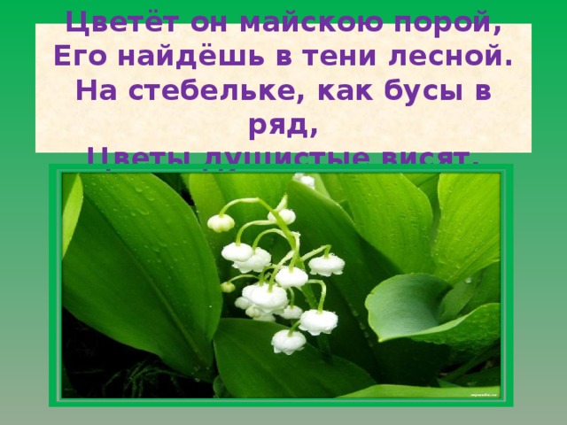 Цветёт он майскою порой,  Его найдёшь в тени лесной.  На стебельке, как бусы в ряд,  Цветы душистые висят.