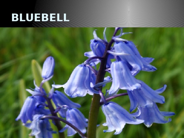 BLUEBELL