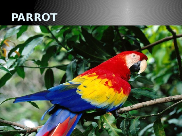 PARROT