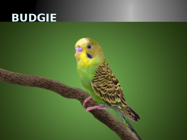 BUDGIE