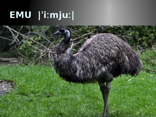 EMU  |ˈiːmjuː|