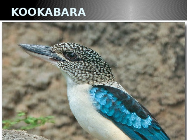 KOOKABARA