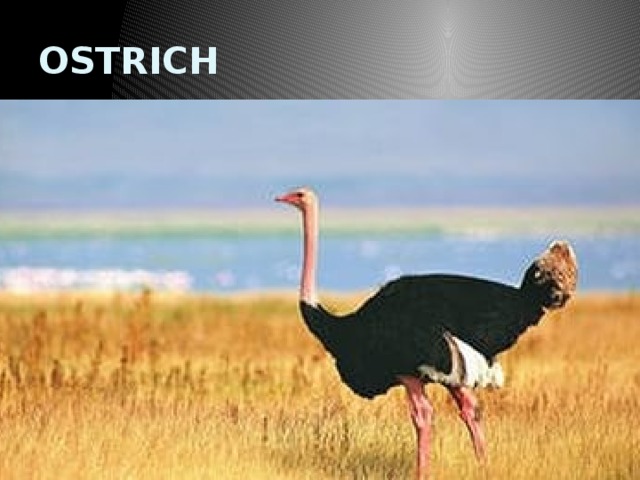 OSTRICH