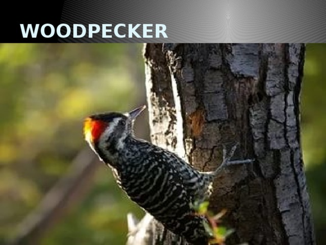 WOODPECKER