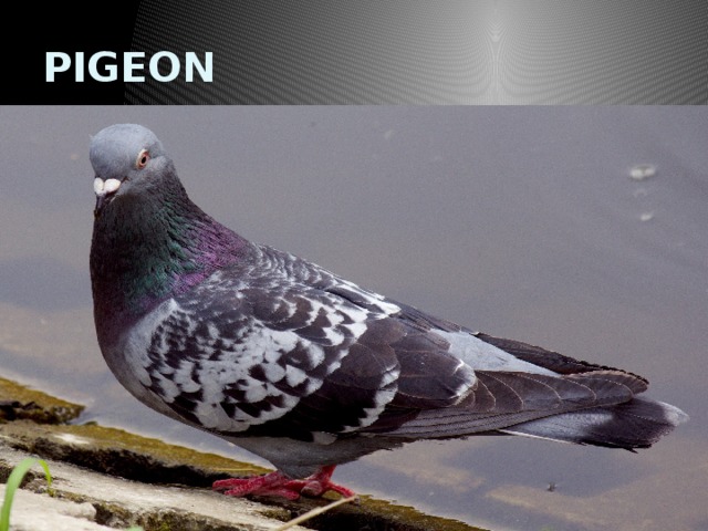 PIGEON