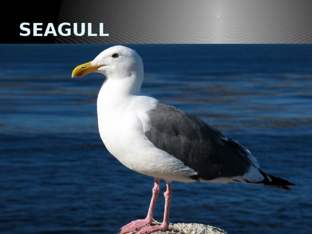 SEAGULL