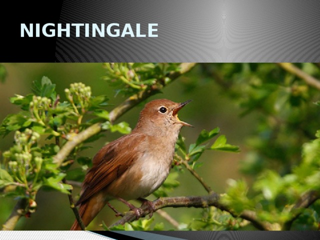 NIGHTINGALE