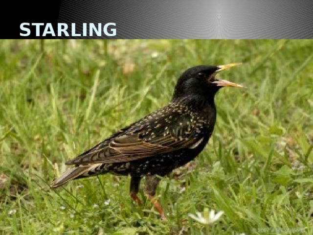 STARLING