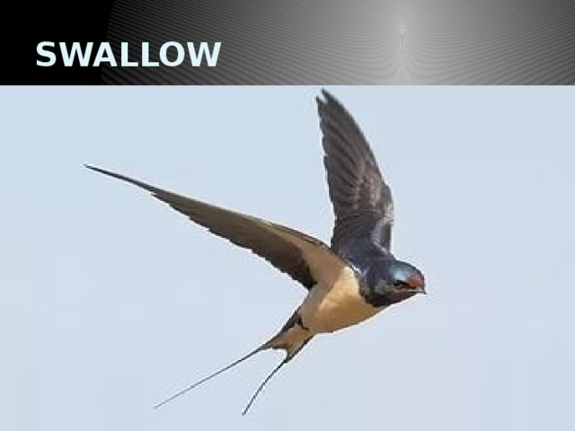 SWALLOW