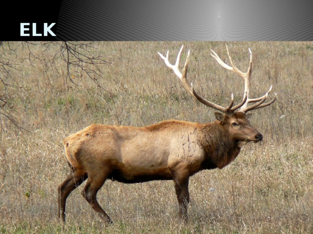 ELK