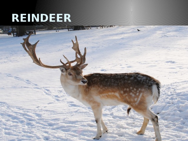 REINDEER