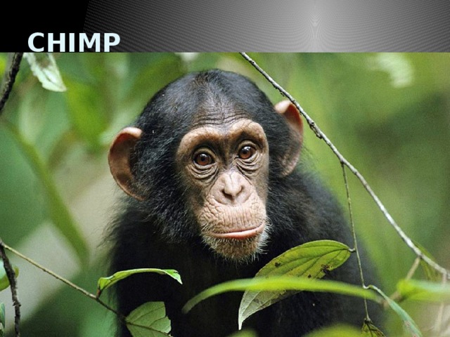 CHIMP