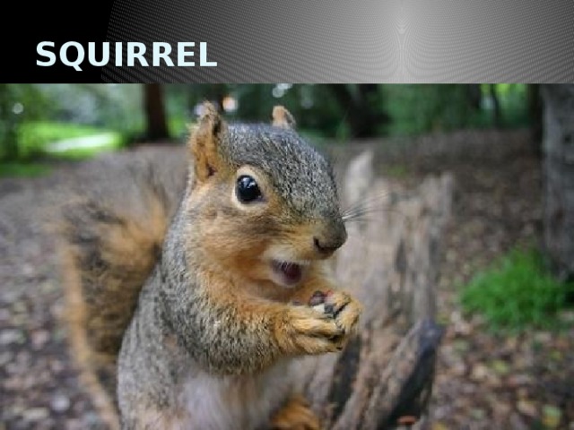 SQUIRREL