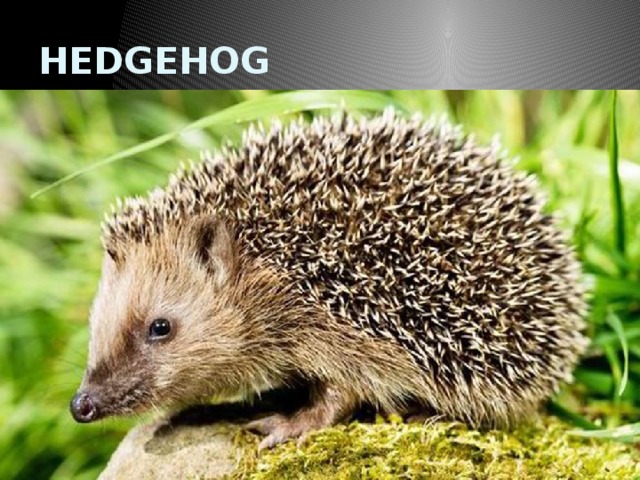 HEDGEHOG