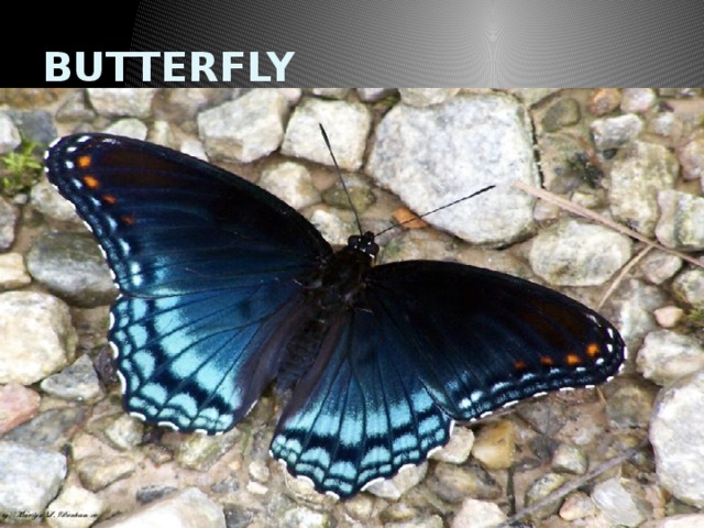 BUTTERFLY