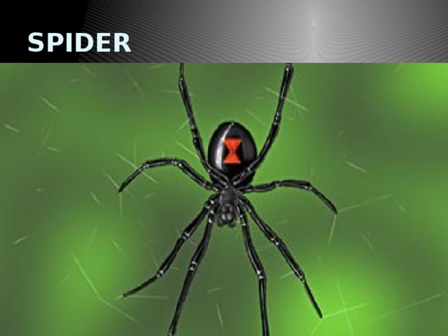 SPIDER