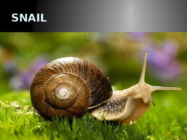 SNAIL