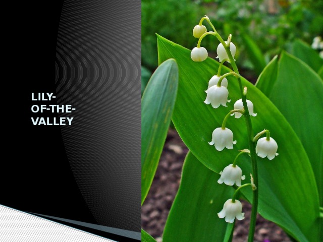 LILY-  OF-THE-  VALLEY