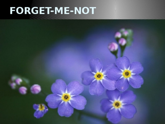 FORGET-ME-NOT