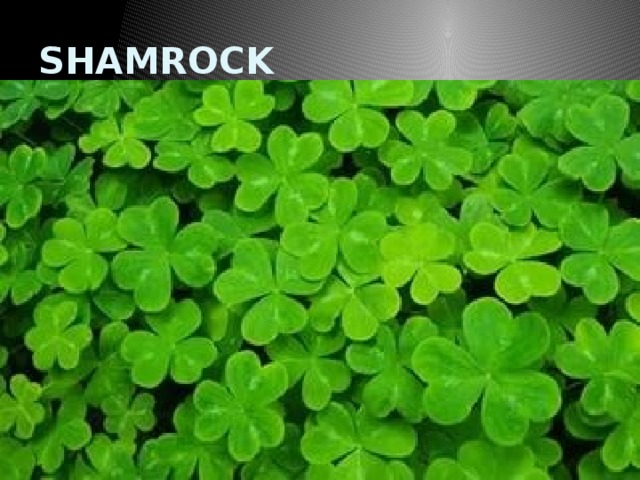 SHAMROCK