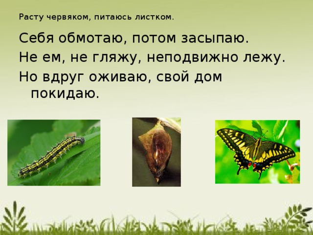 Расту червяком, питаюсь листком.   Себя обмотаю, потом засыпаю. Не ем, не гляжу, неподвижно лежу. Но вдруг оживаю, свой дом покидаю.