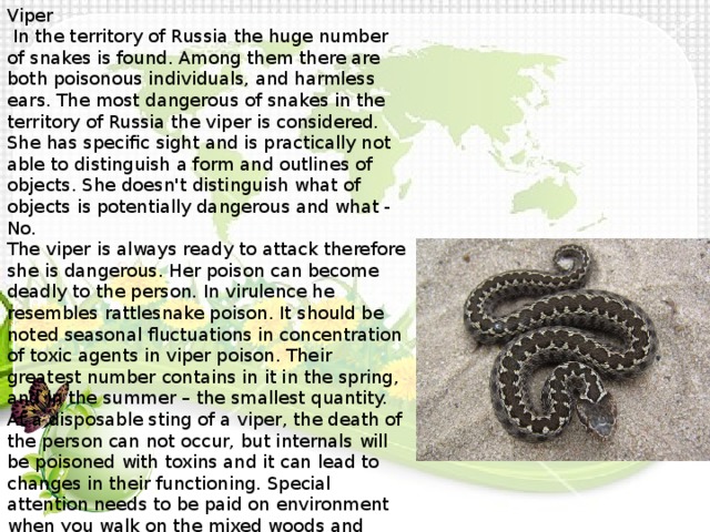 Viper  In the territory of Russia the huge number of snakes is found. Among them there are both poisonous individuals, and harmless ears. The most dangerous of snakes in the territory of Russia the viper is considered. She has specific sight and is practically not able to distinguish a form and outlines of objects. She doesn't distinguish what of objects is potentially dangerous and what - No. The viper is always ready to attack therefore she is dangerous. Her poison can become deadly to the person. In virulence he resembles rattlesnake poison. It should be noted seasonal fluctuations in concentration of toxic agents in viper poison. Their greatest number contains in it in the spring, and in the summer – the smallest quantity. At a disposable sting of a viper, the death of the person can not occur, but internals will be poisoned with toxins and it can lead to changes in their functioning. Special attention needs to be paid on environment when you walk on the mixed woods and near bogs – in these districts of vipers a huge number.